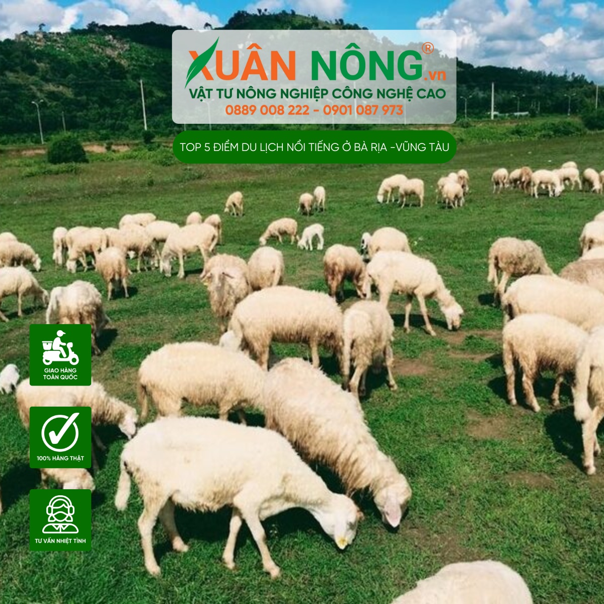 Đồi cừu Suối Nghệ - Điểm đến Thú Vị Tại Vũng Tàu