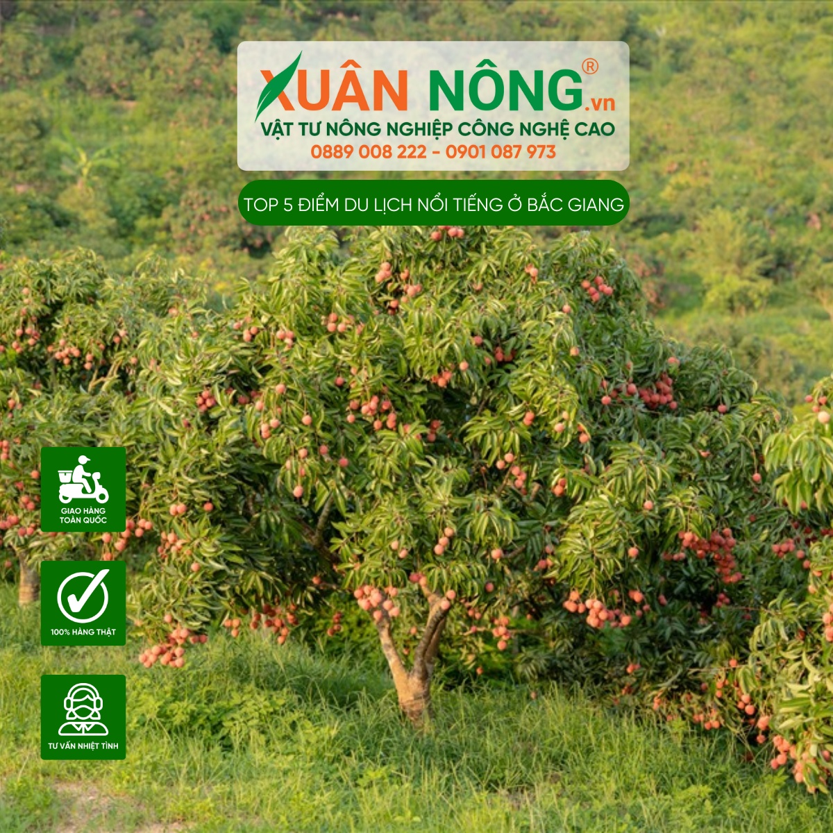 Khu du lịch miệt vườn vải thiều Global GAP - Phù thủy vải thiều 