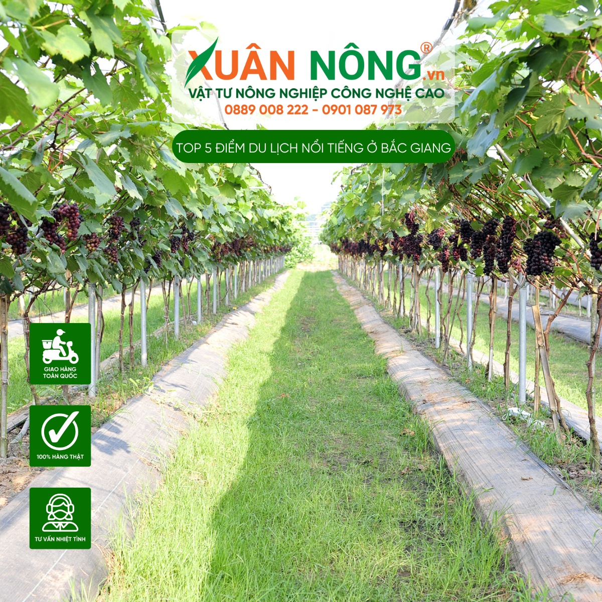 Mon Farm - Vườn Nho, Sung Mỹ Tân Yên
