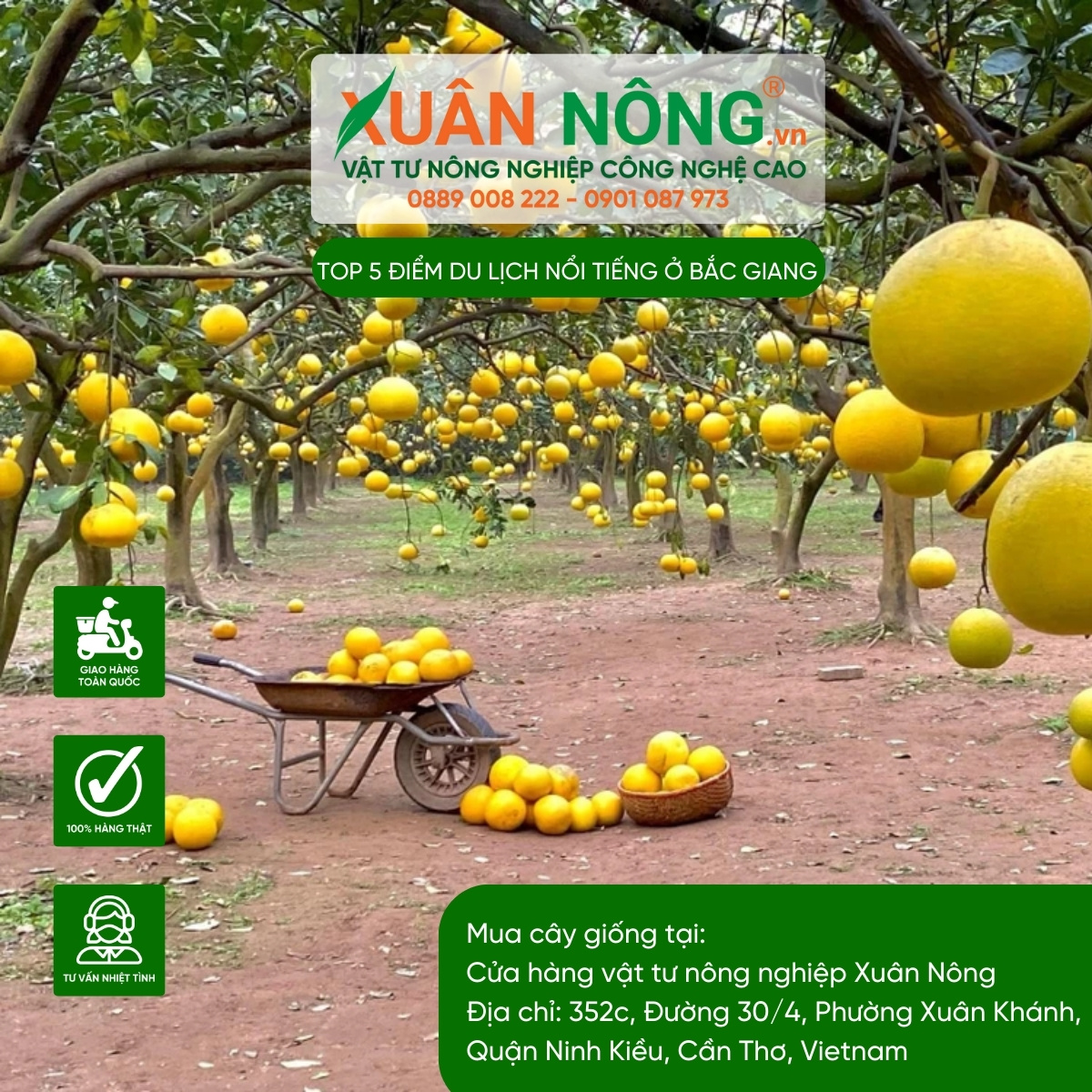 Vườn Bưởi Hào Hoa