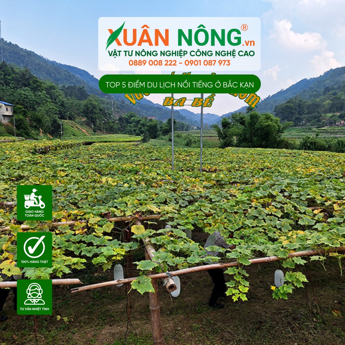 Vườn Bí Xanh Thơm Ba Bể