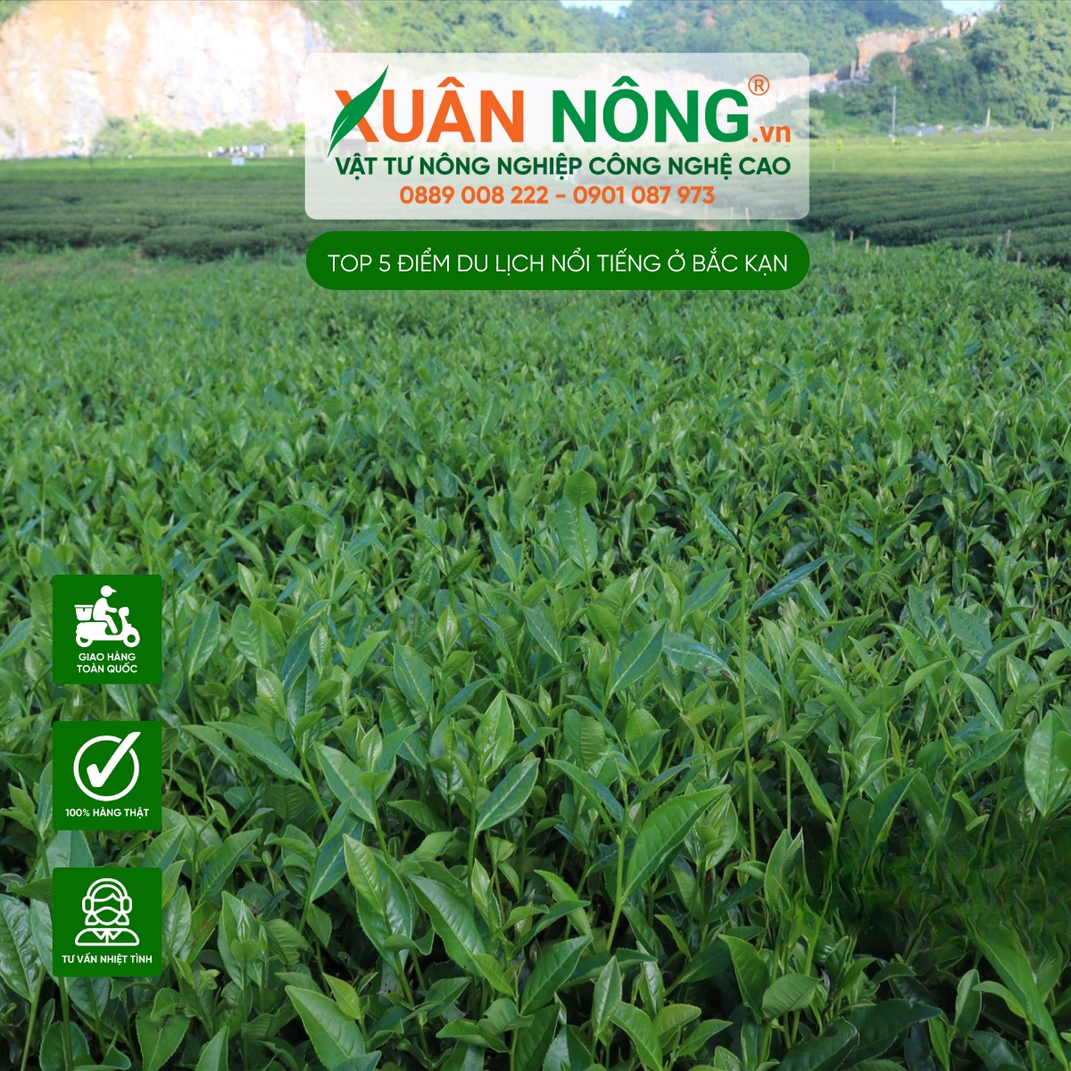 Đồi chè Phiêng An