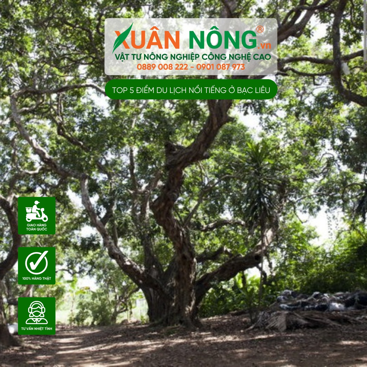 Vườn nhãn cổ Bạc Liêu 