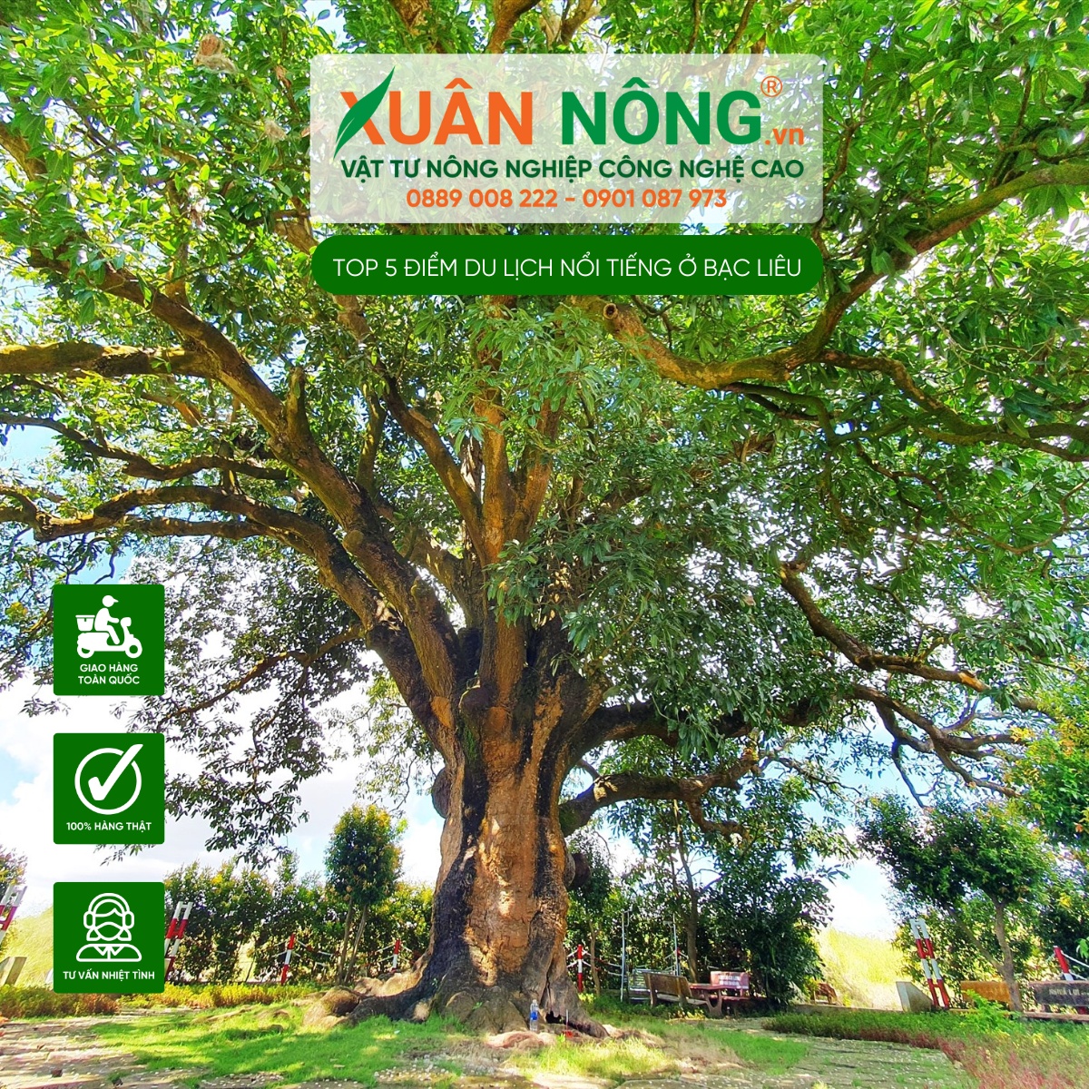 Cây xoài cổ thụ 341 tuổi 