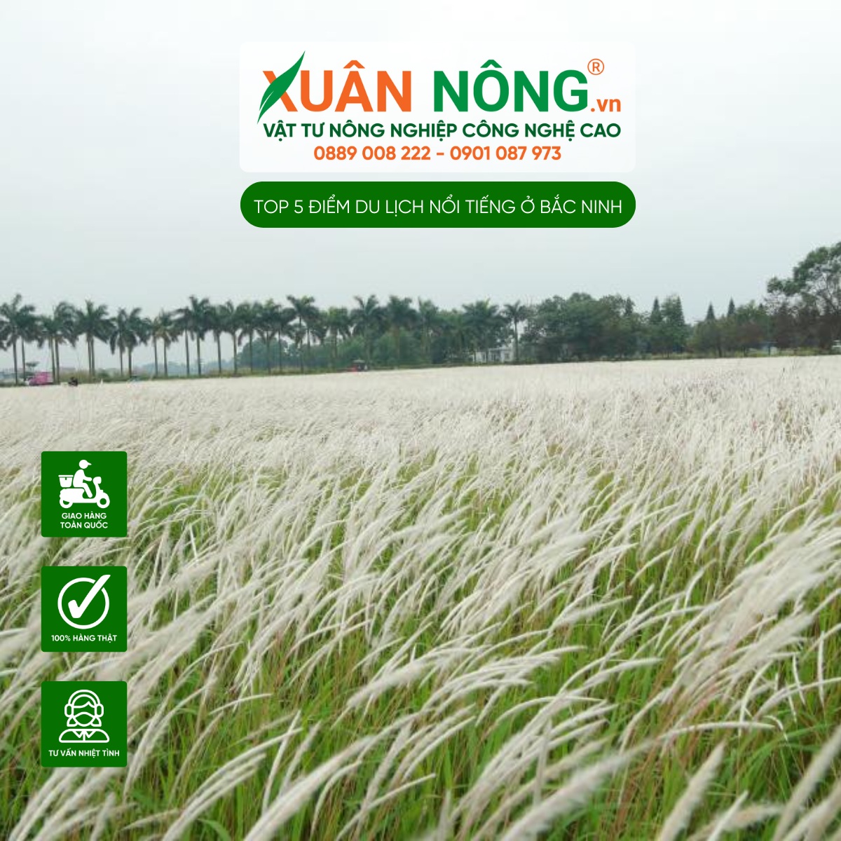 Điểm chụp ảnh cánh đồng lau tại KCN VSIP