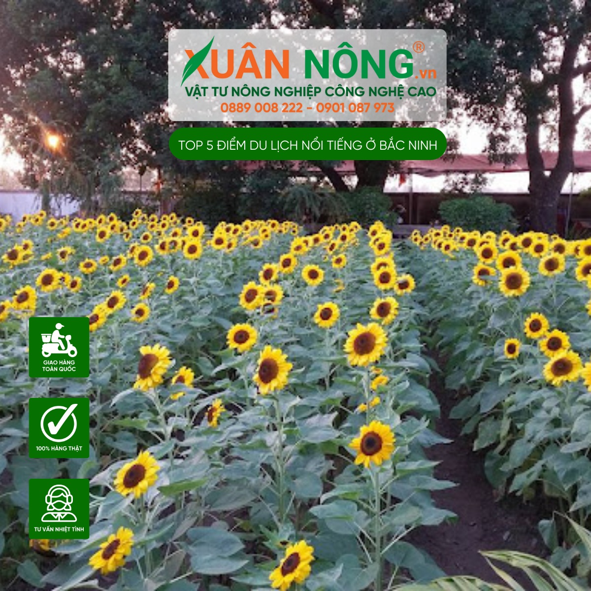 Vườn hoa hướng dương tại chùa Cổ Pháp