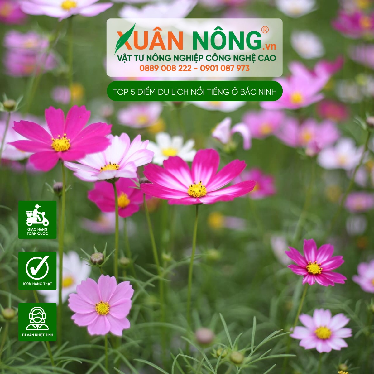 Vườn hoa Thanh Bình - Sắc hoa rực rỡ bên sông Đuống