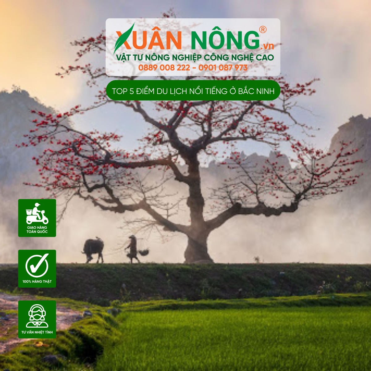 Cây gạo Bắc Ninh 