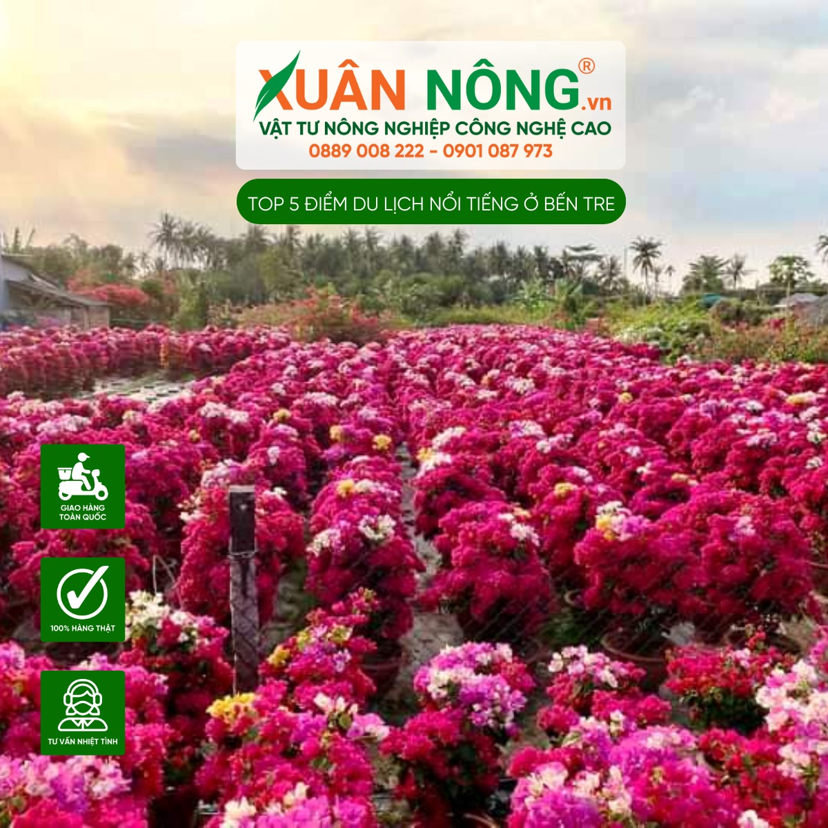 Làng hoa giấy Bến Tre