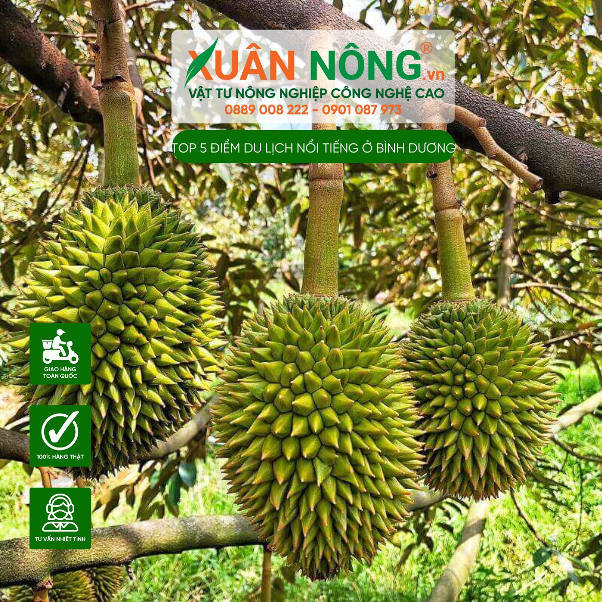  Vườn trái cây Ba Tâm