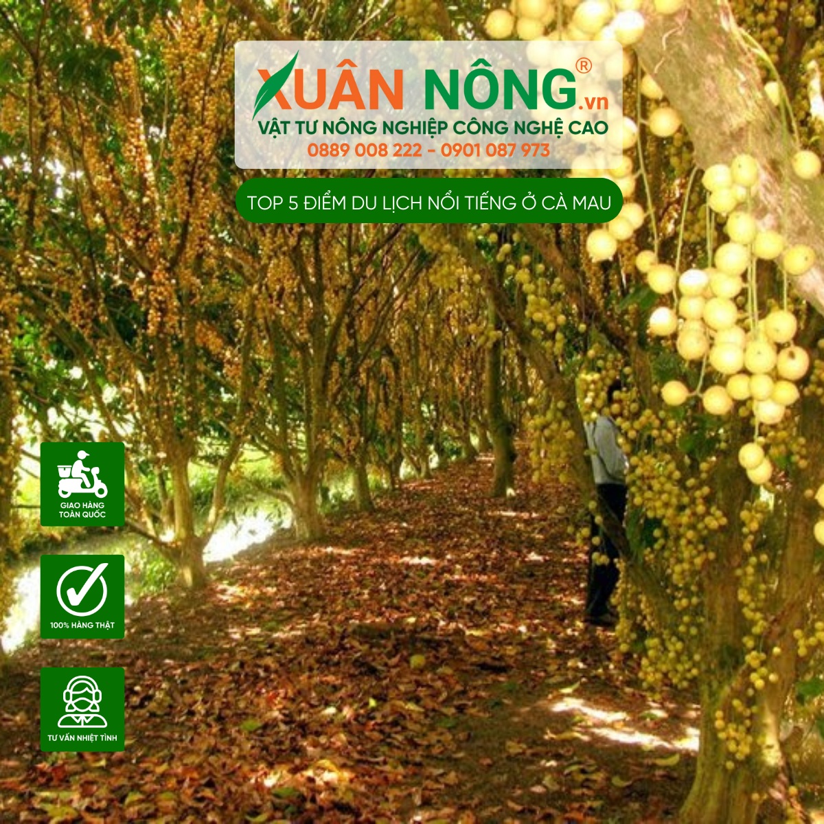 Vườn Dâu Cái Tàu Út Thặng (Cà Mau)