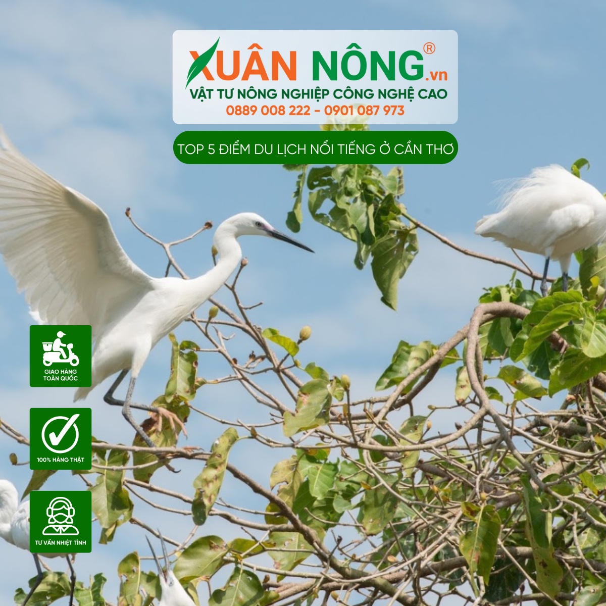 Vườn cò Bằng Lăng (Cần Thơ)