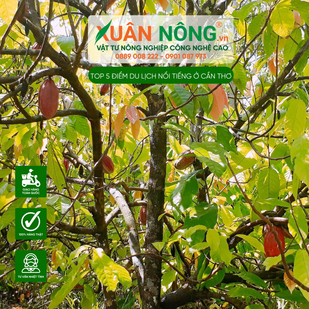 Vườn ca cao Mười Cương (Cần Thơ)