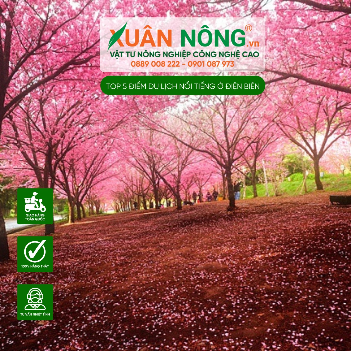 Mùa Hoa Anh Đào Tuyệt Đẹp Của Mường Phăng