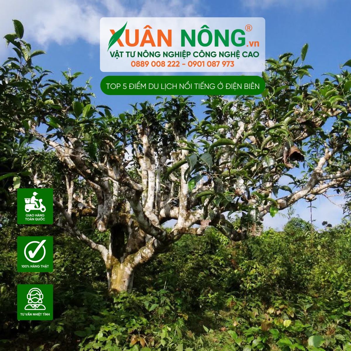 Rừng Chè Shan Tuyết Cổ Thụ - Ẩn Chứa Nhiều Giá Trị