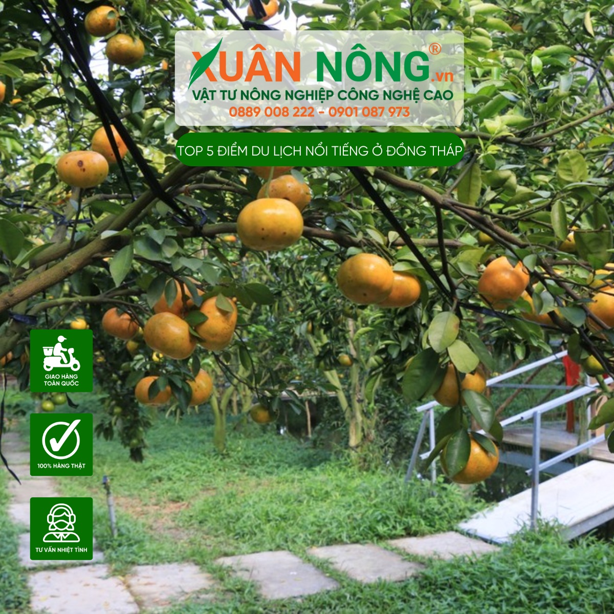 Vườn Quýt Hồng Lai Vung