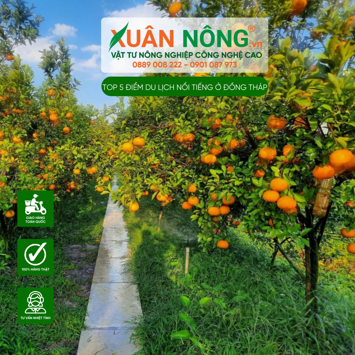 Vườn Quýt 9 Hồng