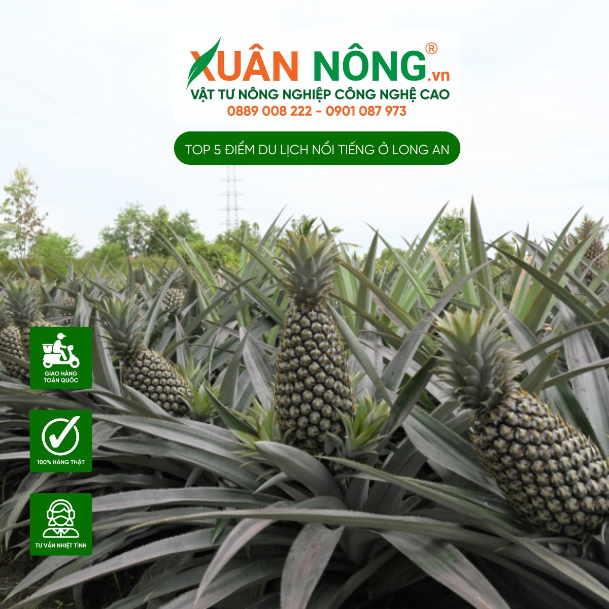 Vườn Thơm Bến Lức - Tinh Hoa Miệt Vườn Miền Tây