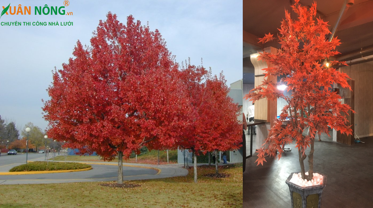Top bonsai cây lá phong đỏ