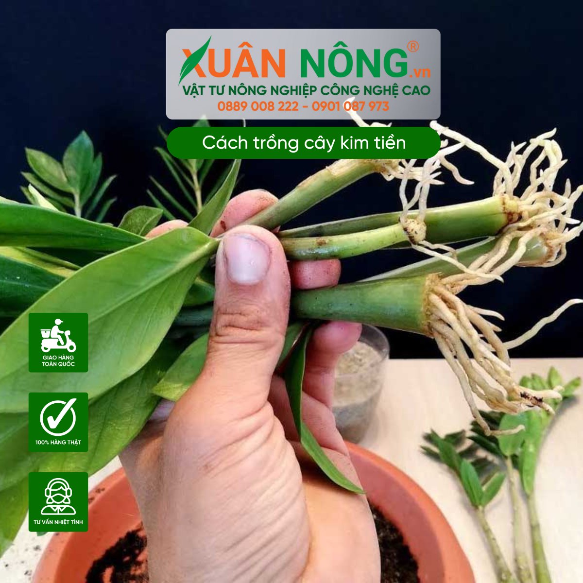 Trồng cây kim tiền bằng cành