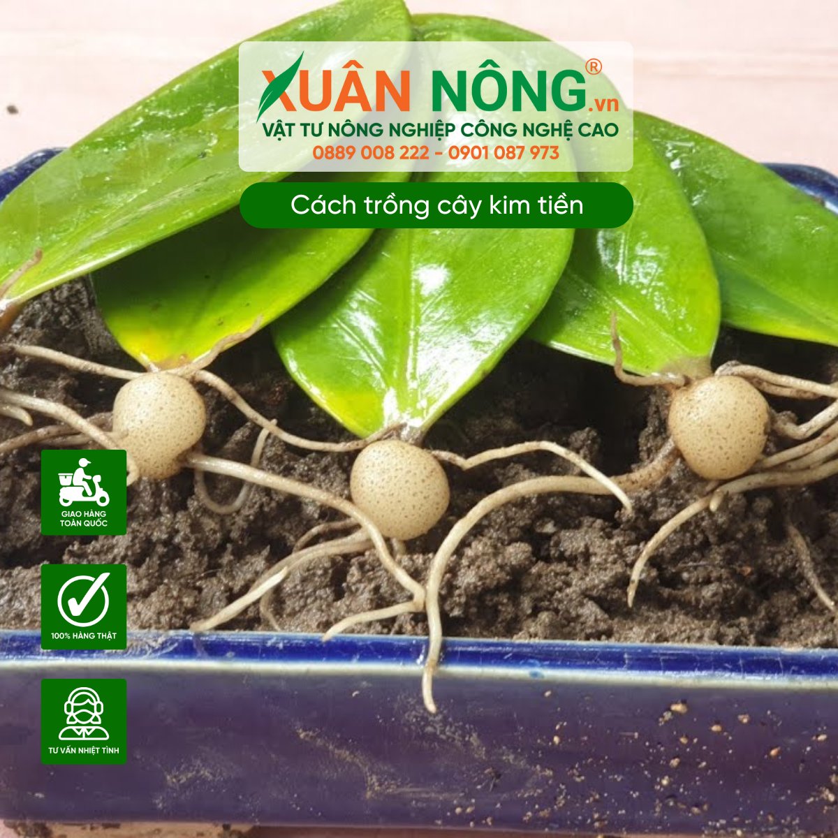 Trồng cây kim tiền từ củ