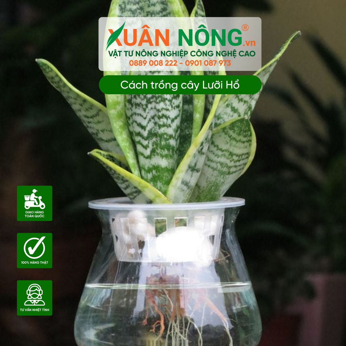 Trồng bằng nước