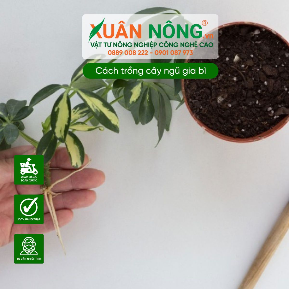 Trồng nhánh cây vào chậu 