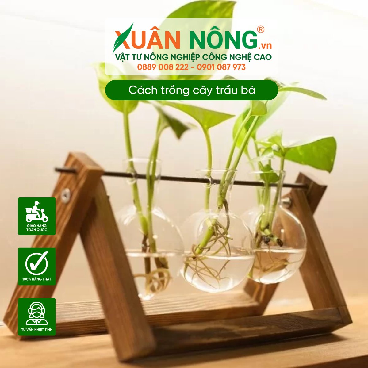 Cách trồng cây trầu bà trong nước