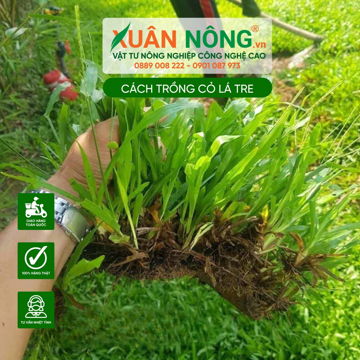 Cách trồng cỏ lá tre bằng phương pháp trồng rải