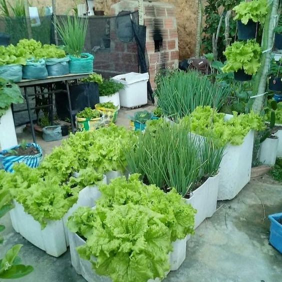 Trồng rau sạch tại vườn nhà bội thu