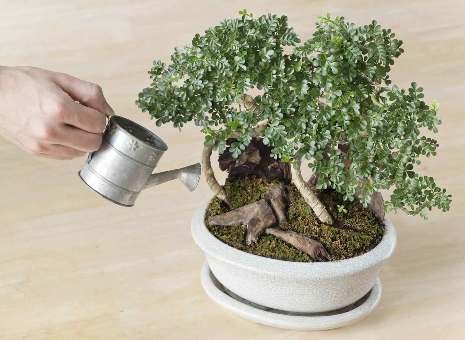 Tưới bonsai