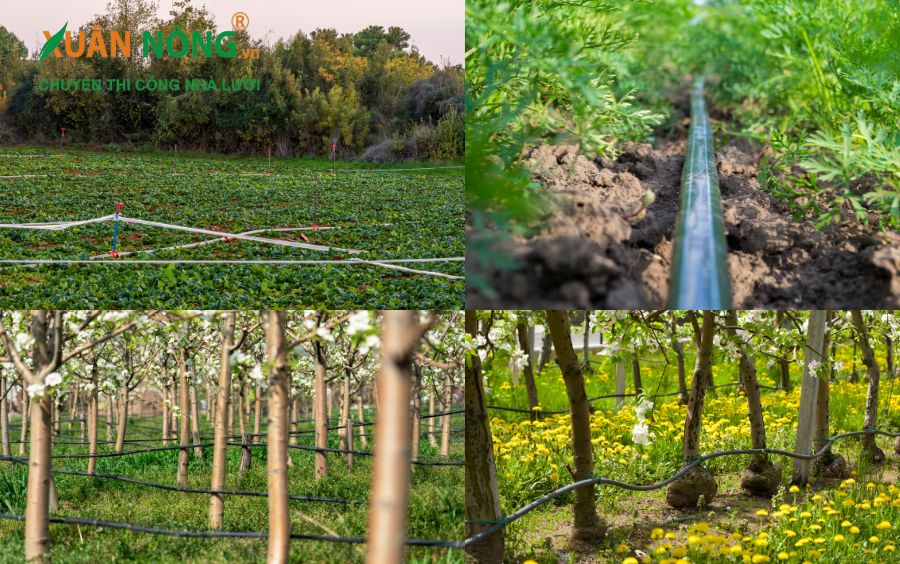 Thích hợp với mọi loại cây trồng