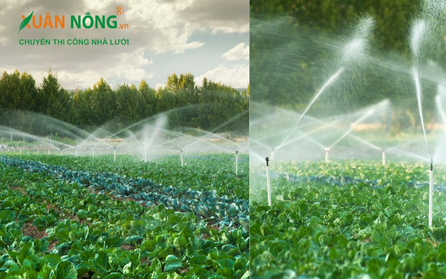 Nông nghiệp và cây trồng