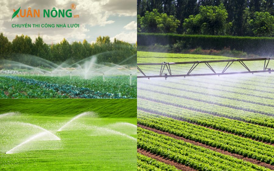 Tưới nước hiệu quả và đều đặn cho cây trồng
