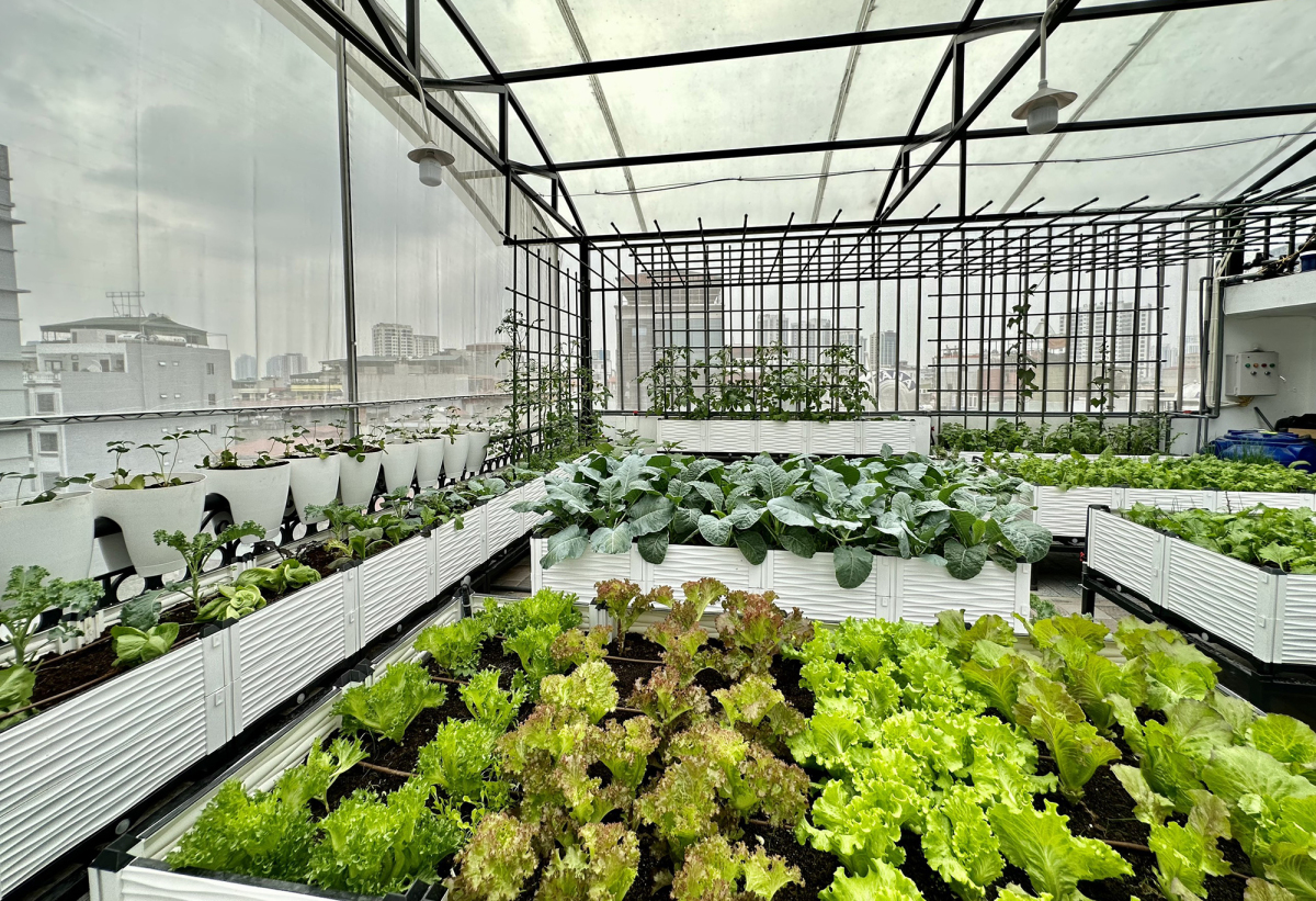 Các mô hình trồng rau sạch trên sân thượng nhỏ tại nhà văn phòng