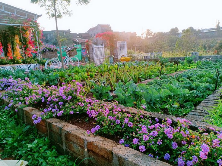 cách làm vườn rau đẹp