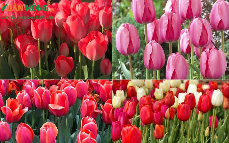 vẻ đẹp của hoa Tulip