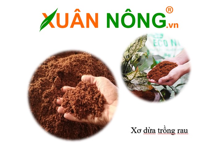 xơ dừa