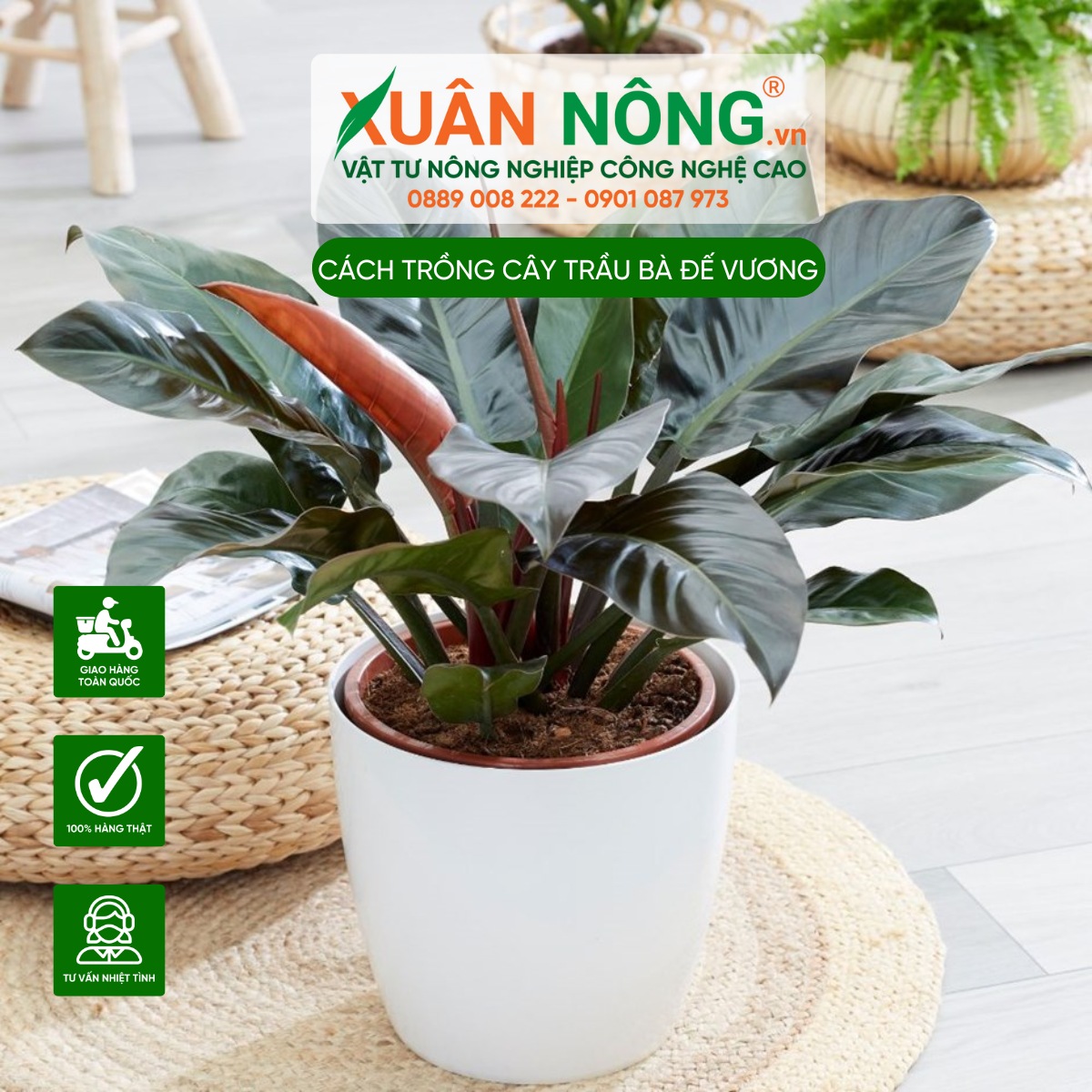 Ý nghĩa của cây Trầu Bà Đế Vương