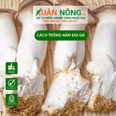 Kỹ thuật trồng và chăm sóc nấm đùi gà tại nhà