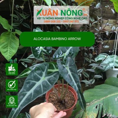 Alocasia Bambino Arrow: Đặc điểm, cách trồng và chăm sóc