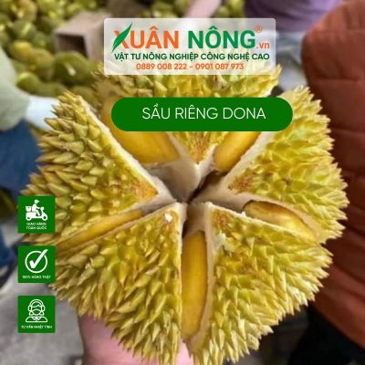 Sầu riêng dona là gì? Cách chọn sầu riêng dona ngon