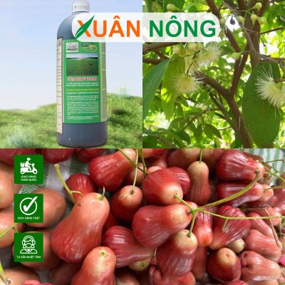 Bí quyết tăng năng suất, chất lượng mận hồng MST với Sumagrow