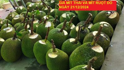 GIÁ MÍT THÁI VÀ MÍT RUỘT ĐỎ HÔM NAY NGÀY 21/12/2024