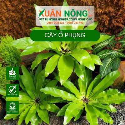 Cách trồng cây ráng tổ phụng lá vừa to vừa dài