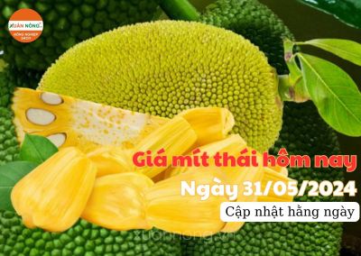 Giá mít thái hôm nay ngày 31/05/2024