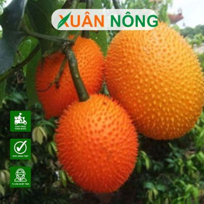 Bí quyết trồng cây gấc ra hoa đậu quả liên tục