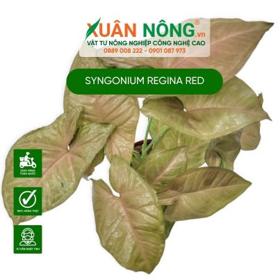 Bật mí cách chăm sóc Syngonium Regina Red đơn giản tại nhà