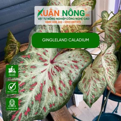 Gingleland Caladium: Đặc điểm, cách trồng và chăm sóc