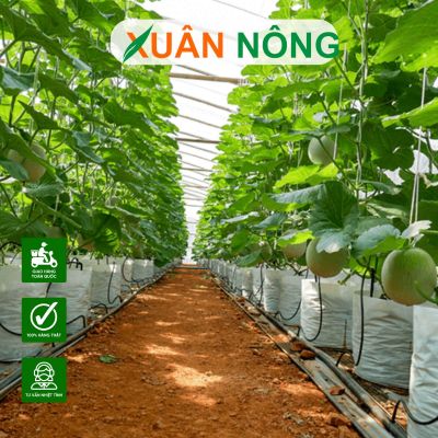 Vì sao nên trồng dưa lưới trong nhà màng?